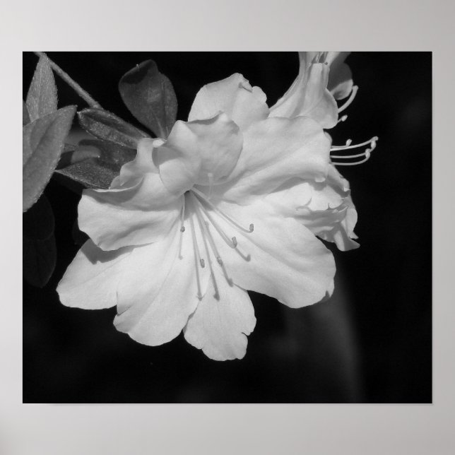 Schönheit des Frühjahrs II Poster (Vorne)