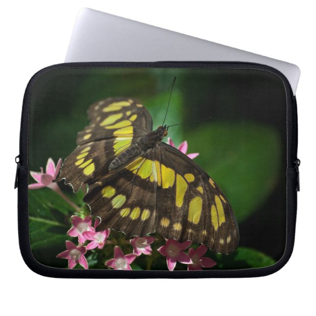 Schönheit im Sternenschläfchen Laptopschutzhülle (Vorderseite)