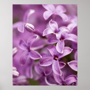 Schönheit in der Natur - lila Flieder Poster