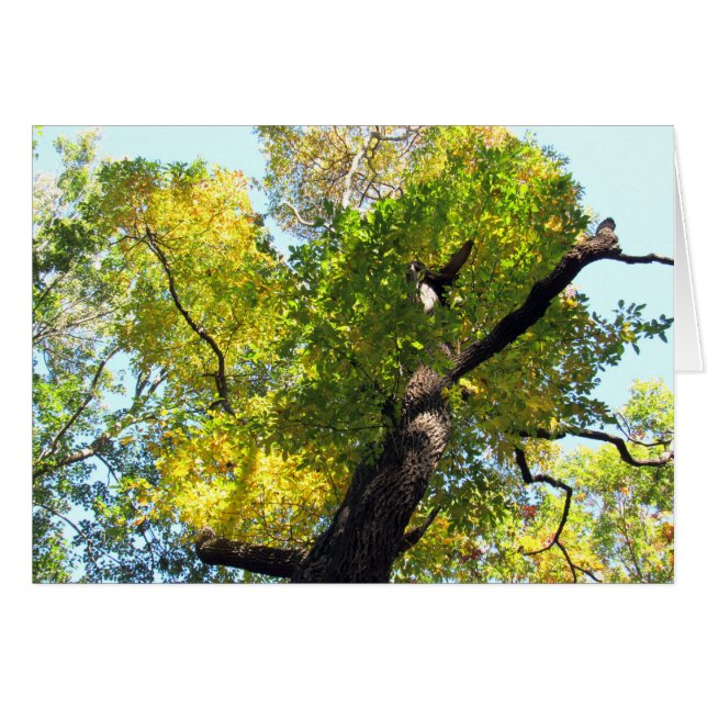 Schönheit in NJ (Vorderseite (Horizontal))