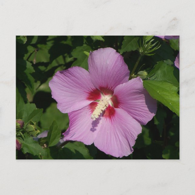 Schönheit in Rosa Postkarte (Vorderseite)