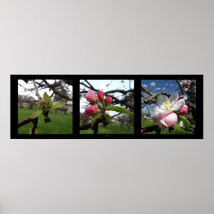 Schönheit kommt poster