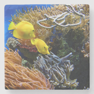 Schönheit unter Wasser, Fisch und Korallen Steinuntersetzer