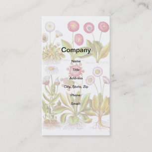 Schönheiten im Rosa Visitenkarte