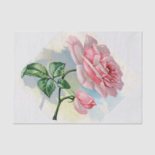 Schönheits-Rosen-Rosa auf grauem Seidenpapier