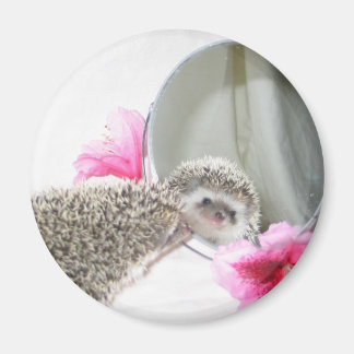 Schönheitsmagnet Magnet