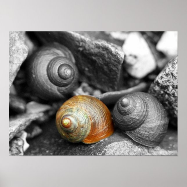Schoodische Schnecken II Poster (Vorne)