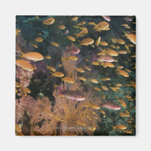 Schooling Fairy Basslets Magnet