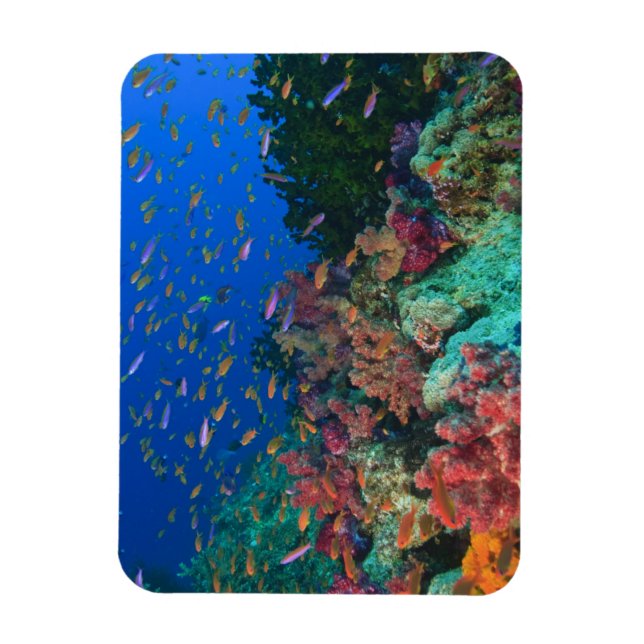 Schooling Fairy Basslets (Pseudanthias) Magnet (Vertikal)