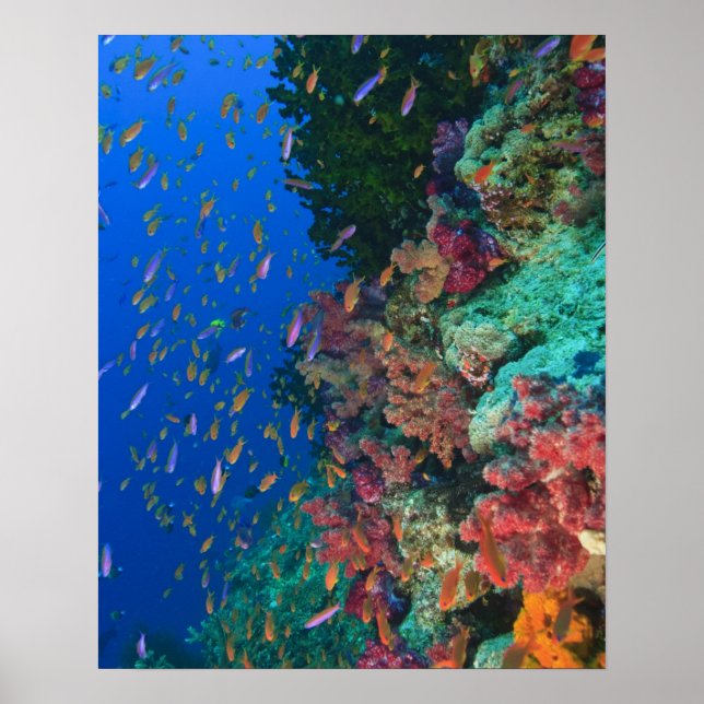 Schooling Fairy Basslets (Pseudanthias) Poster (Vorne)