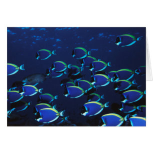 Schooling Powder Blaue Chirurgen