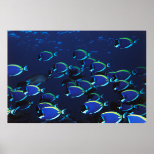 Schooling Powder Blaue Chirurgen Poster