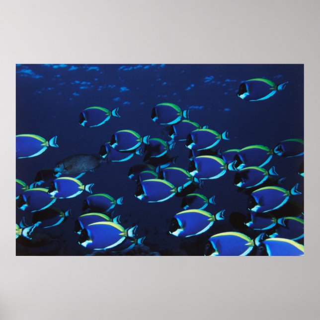 Schooling Powder Blaue Chirurgen Poster (Vorne)