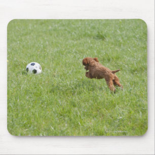 Schoßhund, der Fußball im Park nachläuft Mousepad