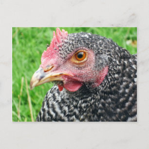 Schotten Gray Hen - Geflügel Postkarte