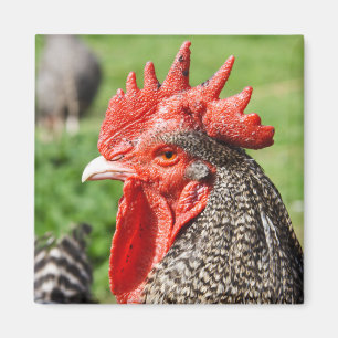 Schotten Gray Rooster Fotografie Magnet