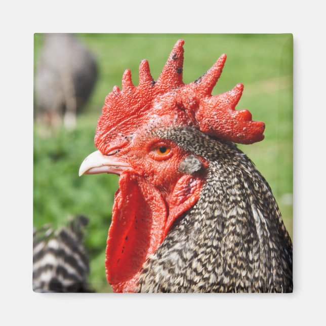 Schotten Gray Rooster Fotografie Magnet (Vorne)