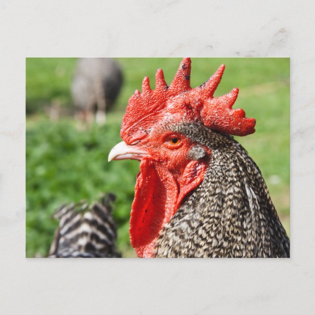 Schotten Gray Rooster | Hühner Postkarte (Vorderseite)