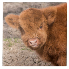 Schottische Baby Hochlandkuh Fliese