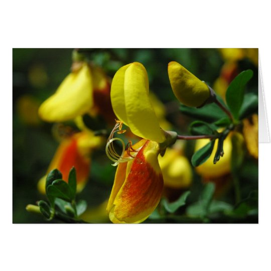 Schottische Besen-Blüten Karte