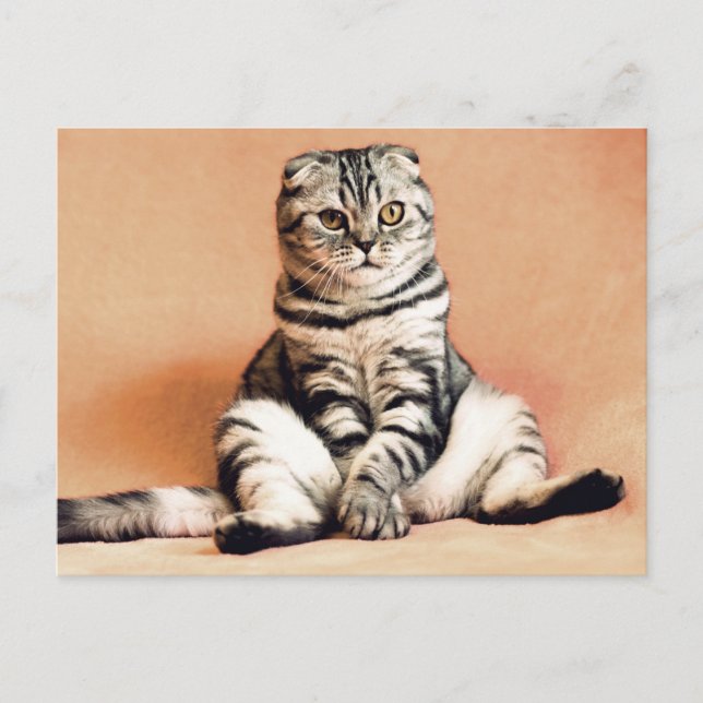 Schottische gedeckte Katze Sitzplatz auf einem Sof Postkarte (Vorderseite)