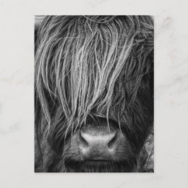 Schottische Highland Cattle - Schottland Postkarte