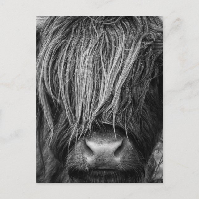 Schottische Highland Cattle - Schottland Postkarte (Vorderseite)