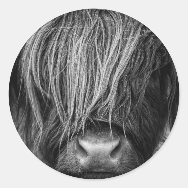 Schottische Highland Cattle - Schottland Runder Aufkleber (Vorderseite)