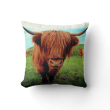 Schottische Highlander-Kuh
