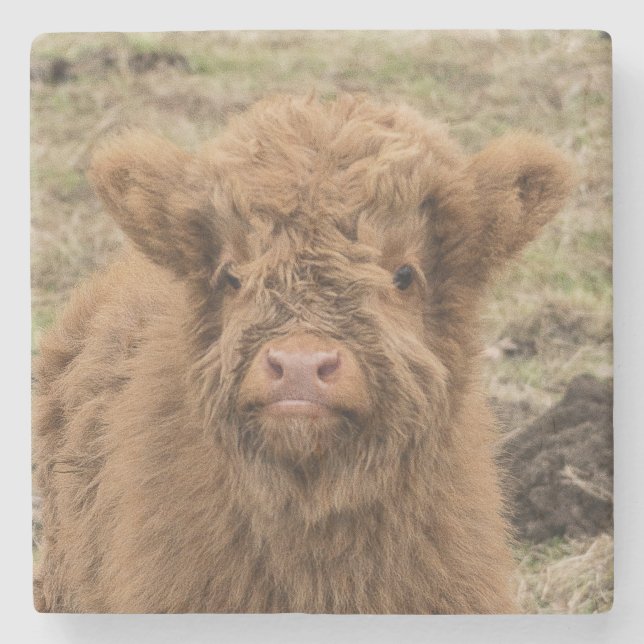 Schottische Hochlandbaby-Kuhphotographie Steinuntersetzer (Vorderseite)