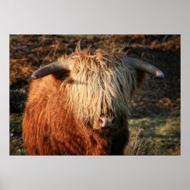 Schottische Hochlandkuh in Schottland, Highlander Poster
