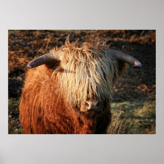 Schottische Hochlandkuh in Schottland, Highlander Poster (Vorne)