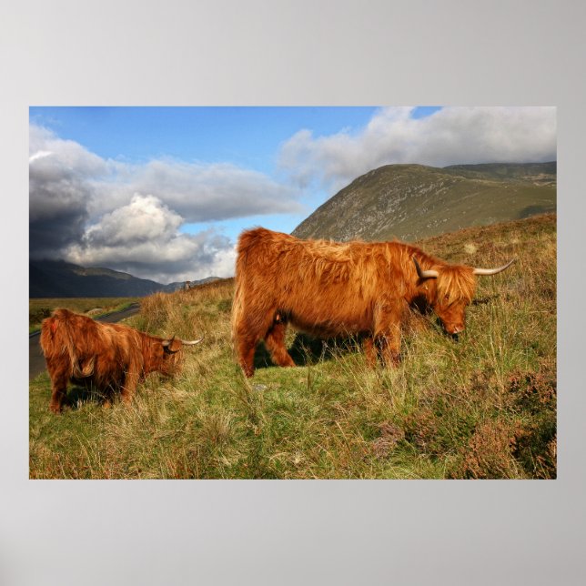 Schottische Hochlandkuh in Schottland, Highlander Poster (Vorne)