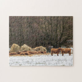 Schottische Hochlandkühe behaltend warm im Winter