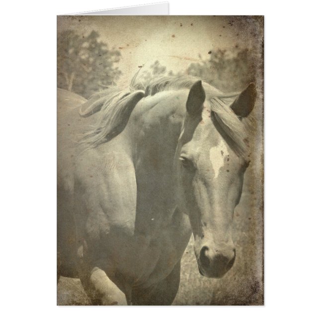 Schottische Imitate Vintag (Vorne)