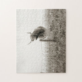 Schottische Kuhphotographie