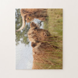 Schottische Kuhphotographie