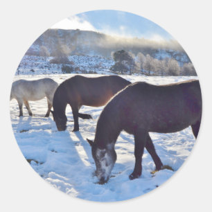 Schottische Ponys Runder Aufkleber