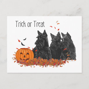Schottische Terrier Halloween Postkarte