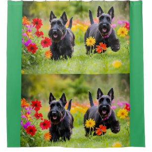 Schottische Terrier in Gras und Blume Duschvorhang