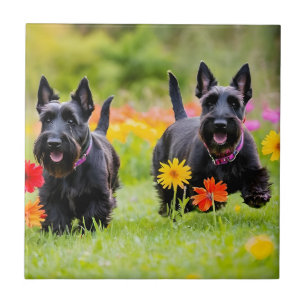 Schottische Terrier in Gras und Blume Fliese