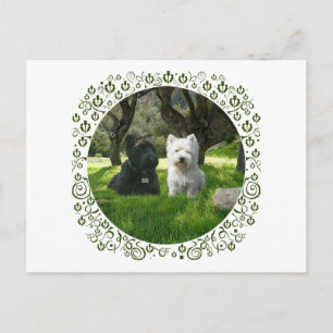Schottische und West Highland Terrier Greenwood Postkarte