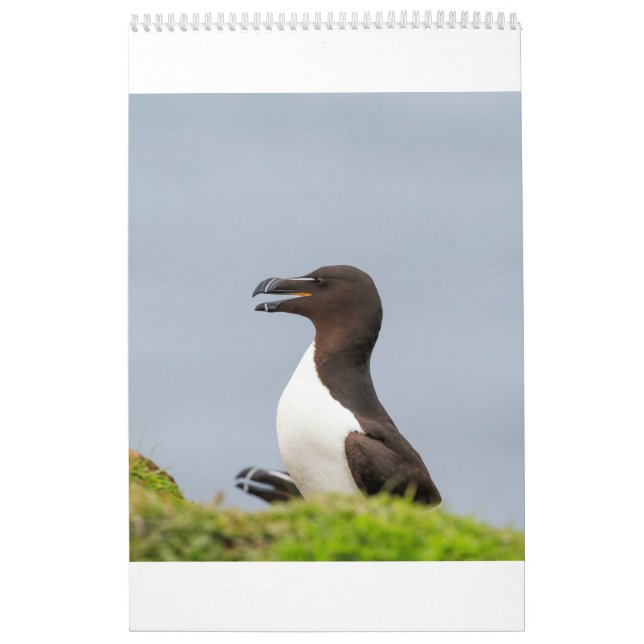 Schottische wild lebende Tiere, wild und frei Kalender (Titelbild)