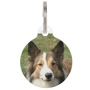 Schottischer Collie-Hund. Haustiermarke