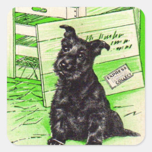 Schottischer Hund nach Sonderlieferung Quadratischer Aufkleber