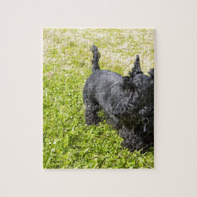 Schottischer Terrier (Vertikal)