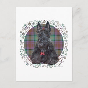 Schottischer Terrier auf Tartan Postkarte