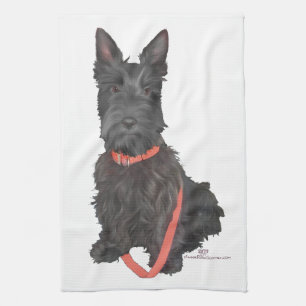 Schottischer Terrier blüht auf Küchentuch