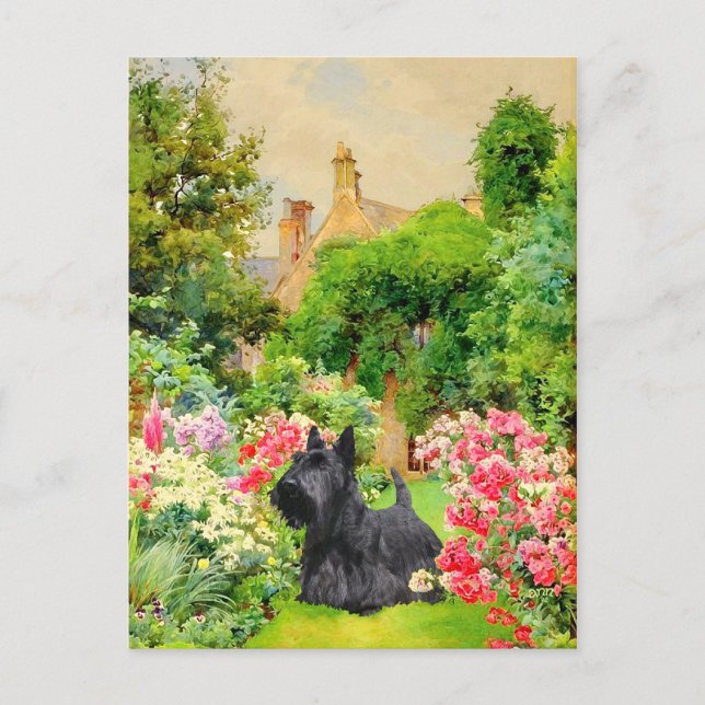 Schottischer Terrier Postkarte (Vorderseite)
