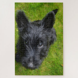 Schottischer Terrier Puzzle.